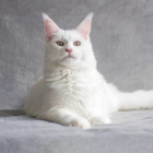 White Cat with Green Eyes Resting on Fluffy Clouds in Grey Background