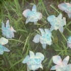 Colorful Field of Turquoise and Pink Cosmos Flowers in Nature