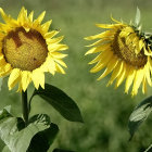 Stylized sunflower image with stained glass effect