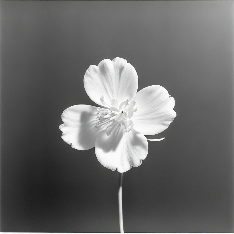 Monochrome image of elegant flower with pronounced petals