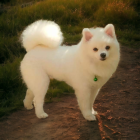 Fluffy White Dog with Bushy Tail in Sunset Wildflower Scene