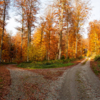 Vibrant autumn forest with winding path and wooden fence