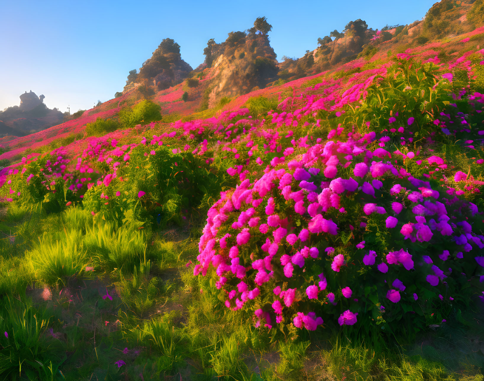 Pink Flowers Cover Lush Hillside at Sunrise