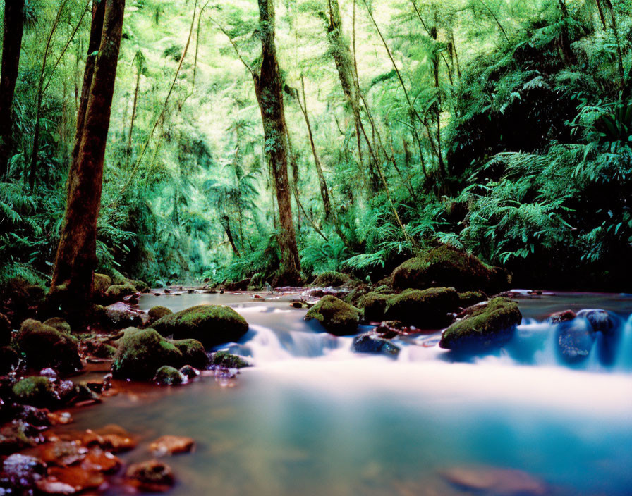 Tranquil stream in lush forest with moss-covered rocks