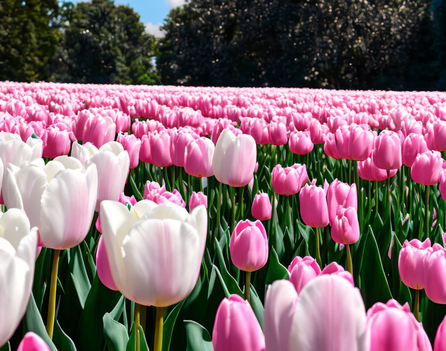 Pink and White Tulip Field with Blue Sky and Green Trees