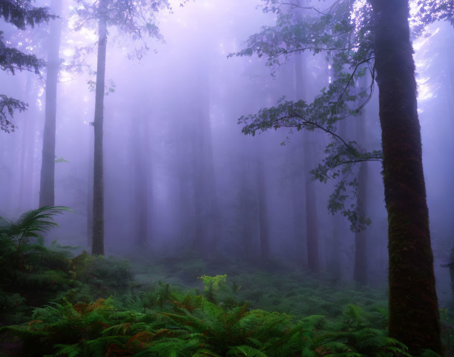 Sunlit Misty Forest with Green Ferns & Tall Trees