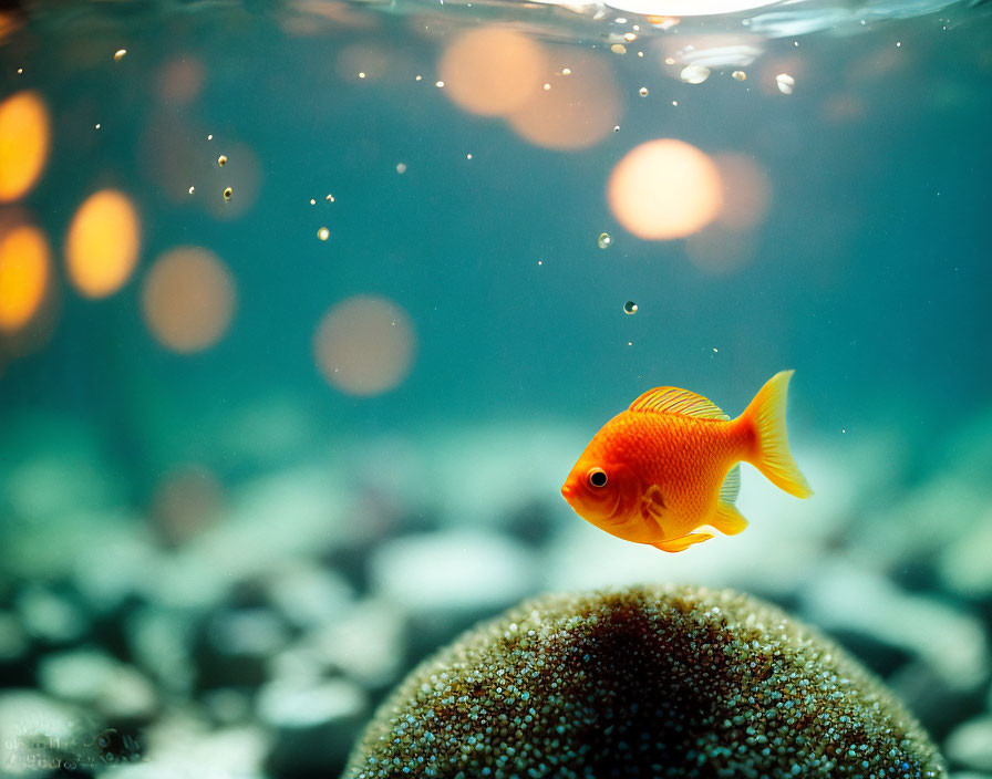 Colorful Orange Fish Swimming Underwater with Bubbles and Light Glints