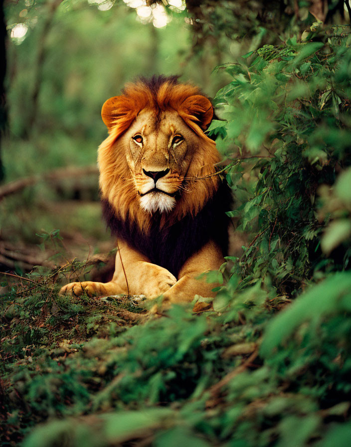 Majestic lion with full mane in green foliage