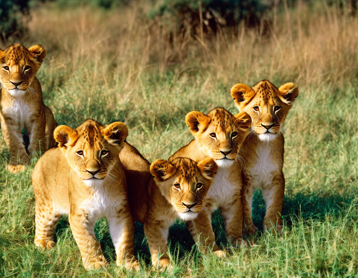 Four Lion Cubs Curiously Gazing in Grassland