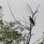 Colorful bird perched on magnolia branch with green leaves against soft background