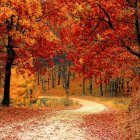 Colorful Autumn Forest Path with Red and Orange Trees