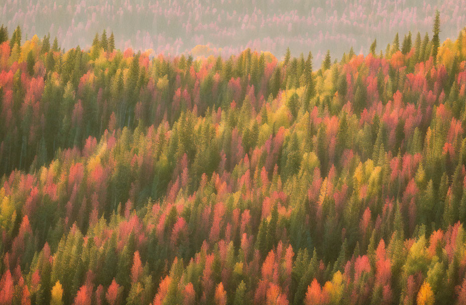 Autumnal forest aerial view with vibrant orange, red, and green treetops