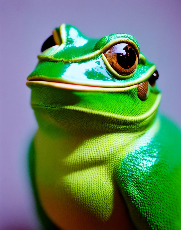 Vibrant green tree frog with large brown eyes and smooth skin