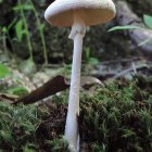 White Mushroom with Dotted Cap in Lush Green Setting