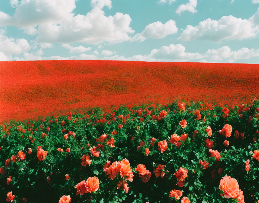 Lush Green Field with Red Roses under Sunny Sky