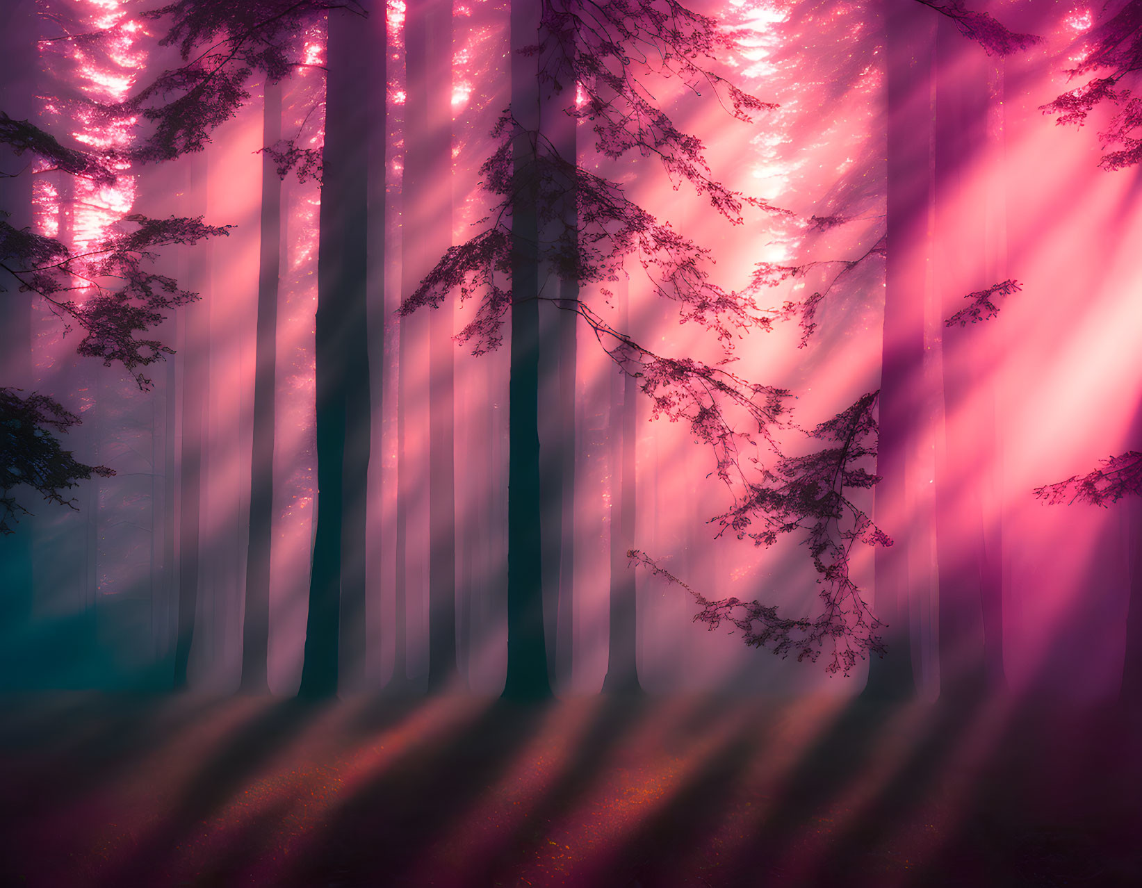 Mystical forest with tall trees and pink-hued light rays