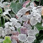 Intricate Frost Patterns on Green Leaves