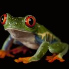 Colorful Frog with Red Eyes and Orange Feet on Dark Background