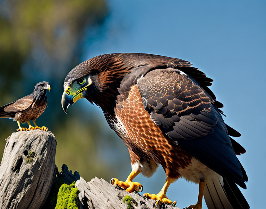 Brown feathered eagle with yellow and black eyes on tree stump, smaller bird in background