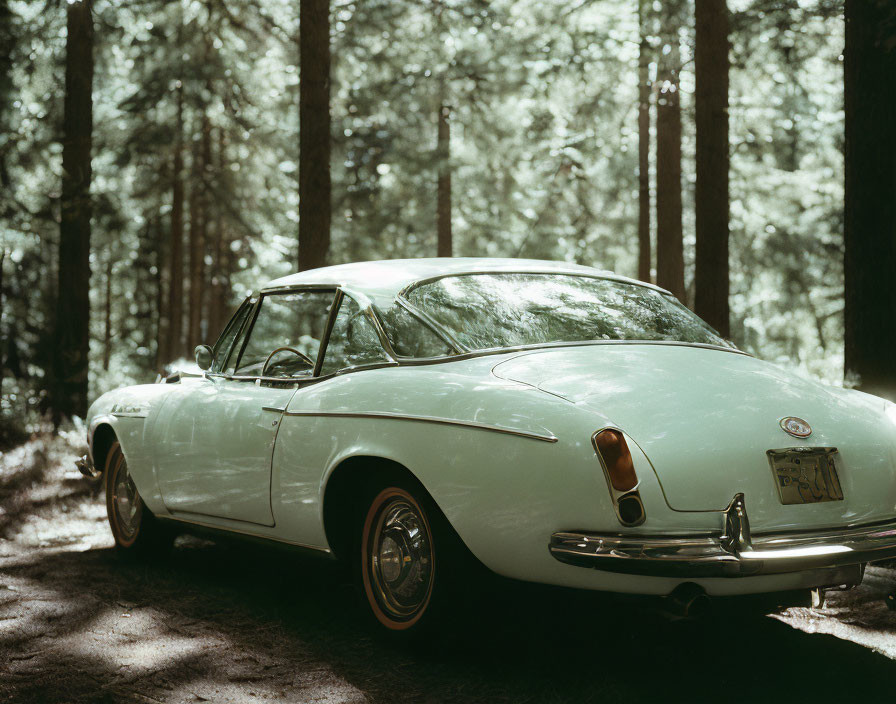 White Car Parked in Sunlit Forest with Tall Trees