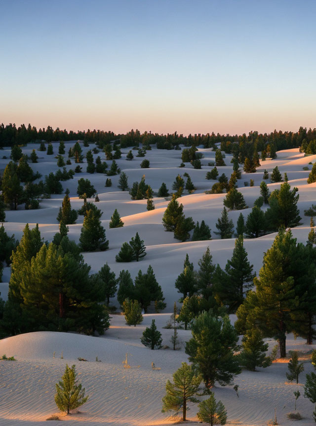 Vibrant sunset illuminates sandy dunes with pine trees, casting contrasting shadows