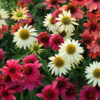 Colorful Pink Echinacea Flowers with Central Cones and Green Foliage