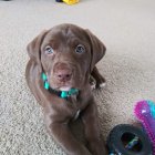 Brown Curly-Furred Puppy on Carpet with Blue Collar and Toys