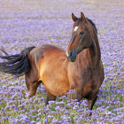 Brown Horse with Black Mane in Lavender Field