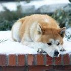 Animated Dog Resting on Snowy Bench in Winter Scene