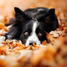 Black and white dog with brown markings in autumn setting with pumpkin