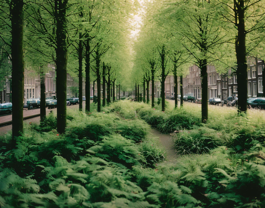 City street with lush greenery and parked cars under a bright sky