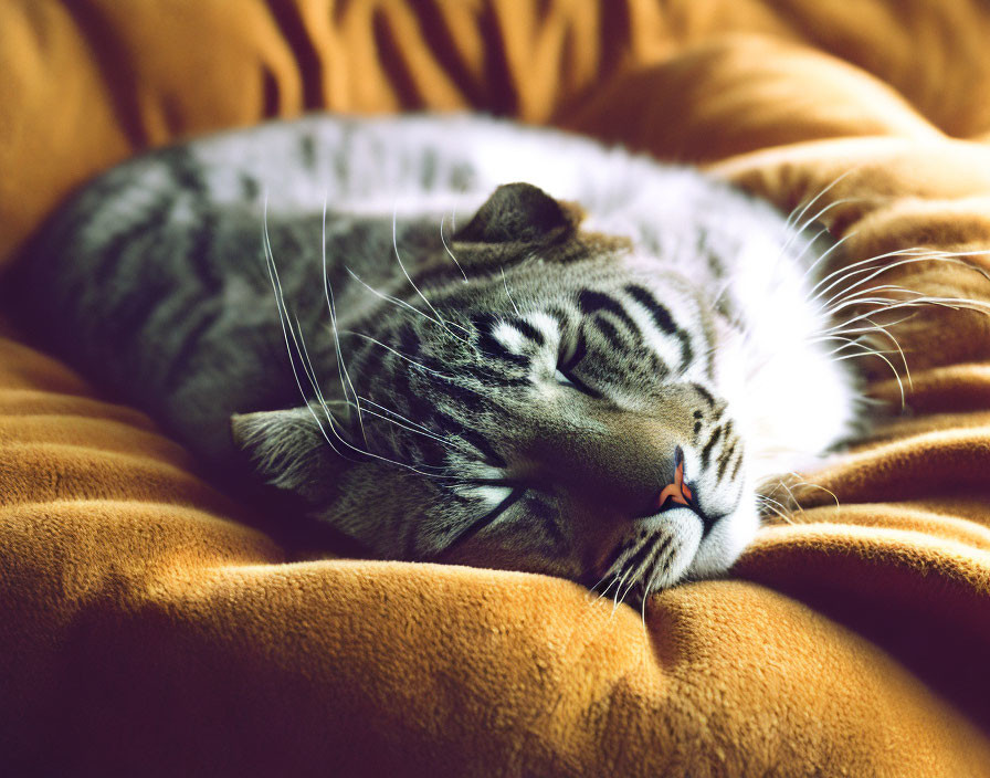 Striped fur cat peacefully sleeping on golden blanket in warm light