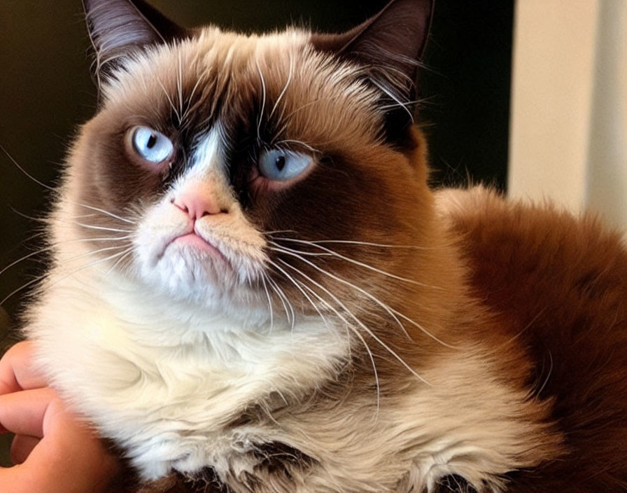 Blue-eyed grumpy cat held in arms with brown and white fur coat