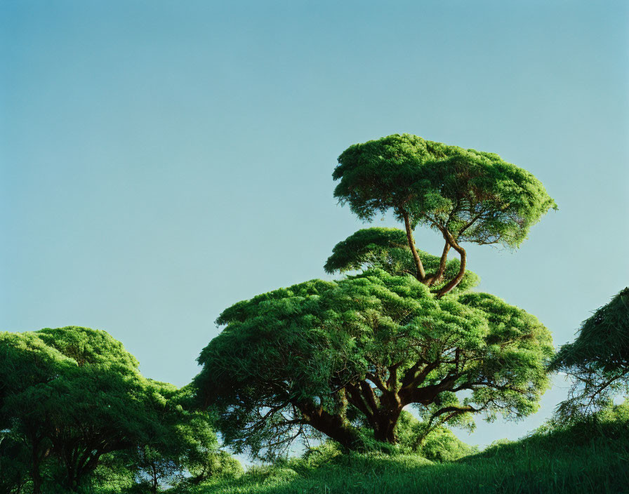 Vibrant green trees with twisted branches under clear blue sky