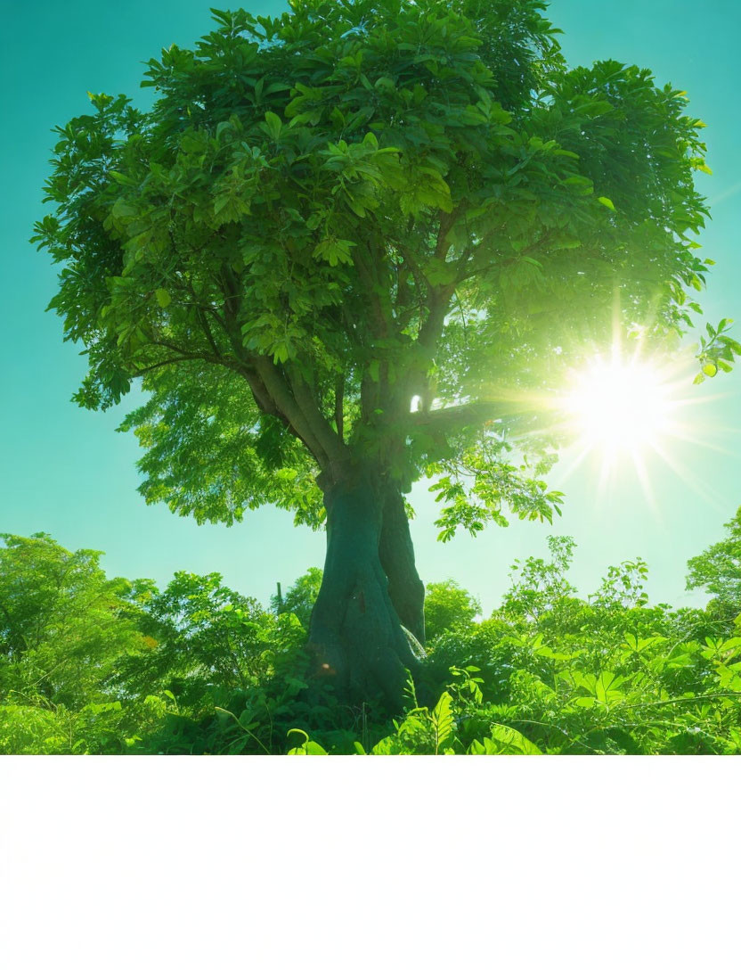 Lush Green Tree Under Clear Blue Sky