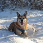 Smiling animated wolf in snowy forest with sunlit trees