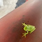 Small Green Frog Perched on Person's Arm with Blurred Background