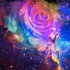 Colorful Pink and Purple Rose on Cosmic Space Background