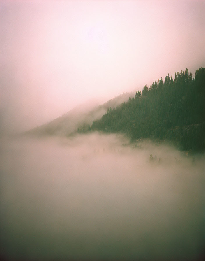 Misty forest with fog-covered trees