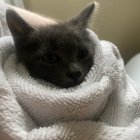 Fluffy Pomeranian puppy with bright eyes in cozy knit blanket