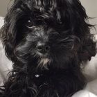 Black Curly-Haired Poodle Puppy with Shiny Eyes