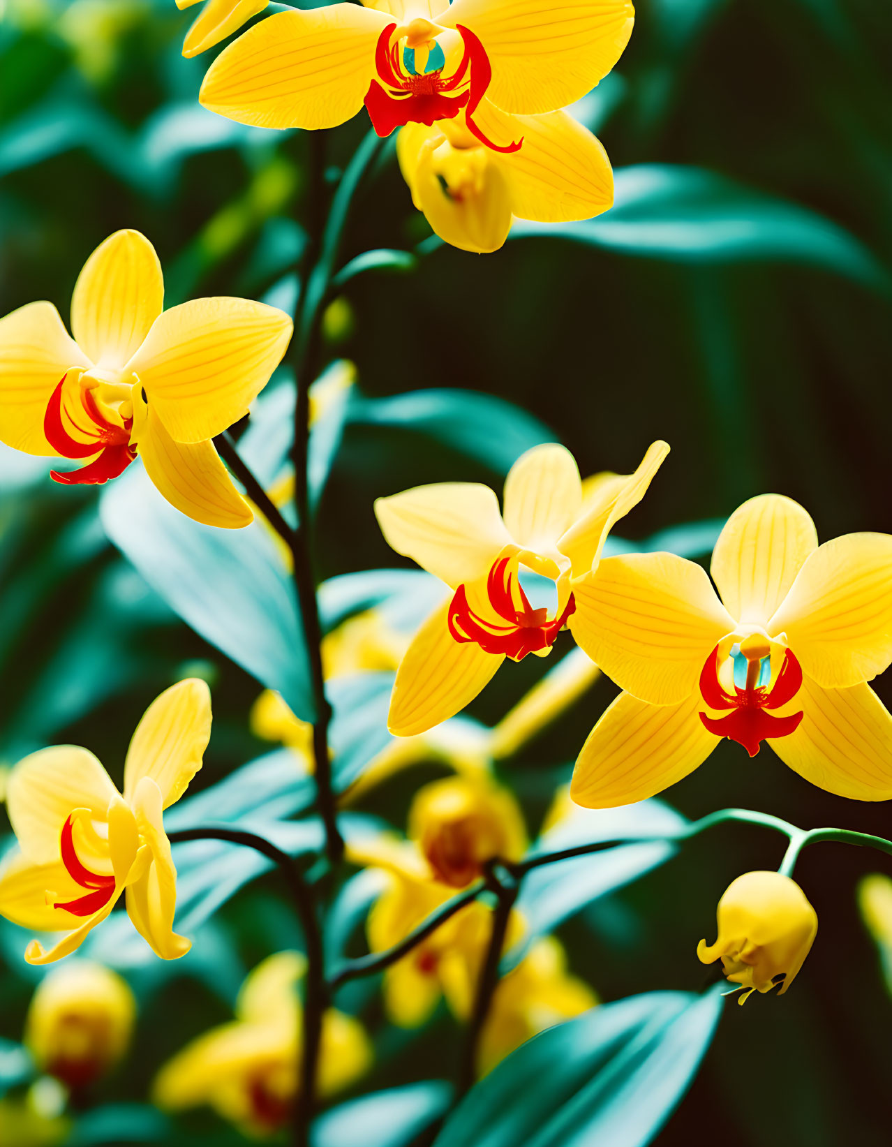 Bright Yellow Orchids with Red Centers in Green Foliage