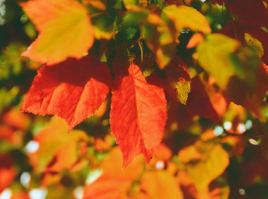 Vibrant red and orange autumn leaves with sunlight filtering through