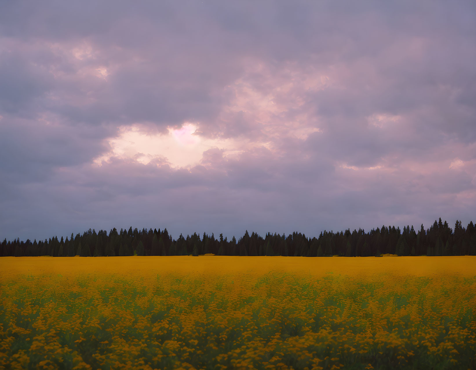 Vibrant yellow rapeseed field under dramatic cloudy sky