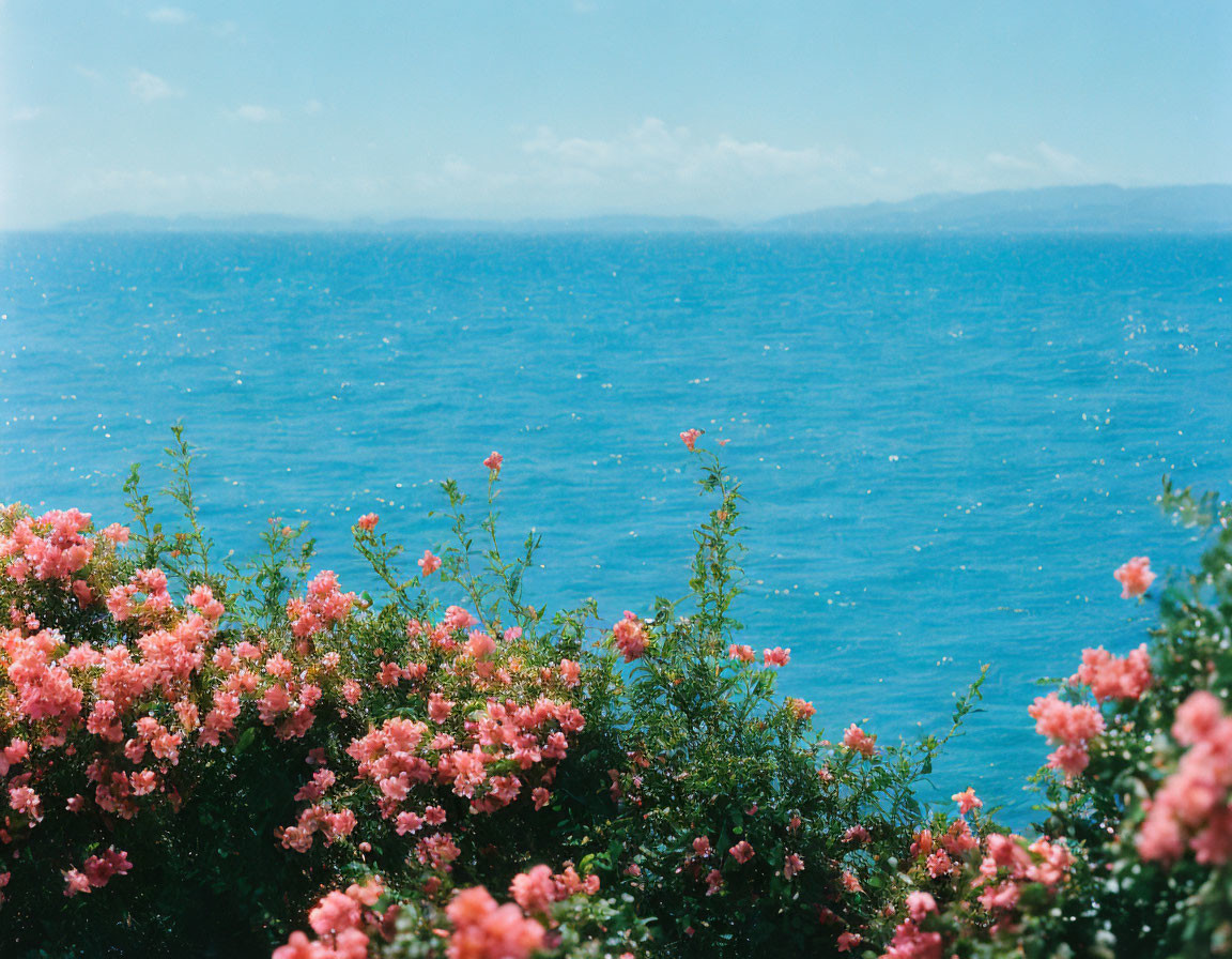 Pink Flowers Blooming Against Blue Sea and Sky