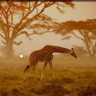 Savanna landscape at dusk with giraffe, zebras, flowers, moon, and acacia