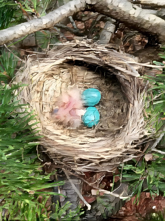 Robin's nest