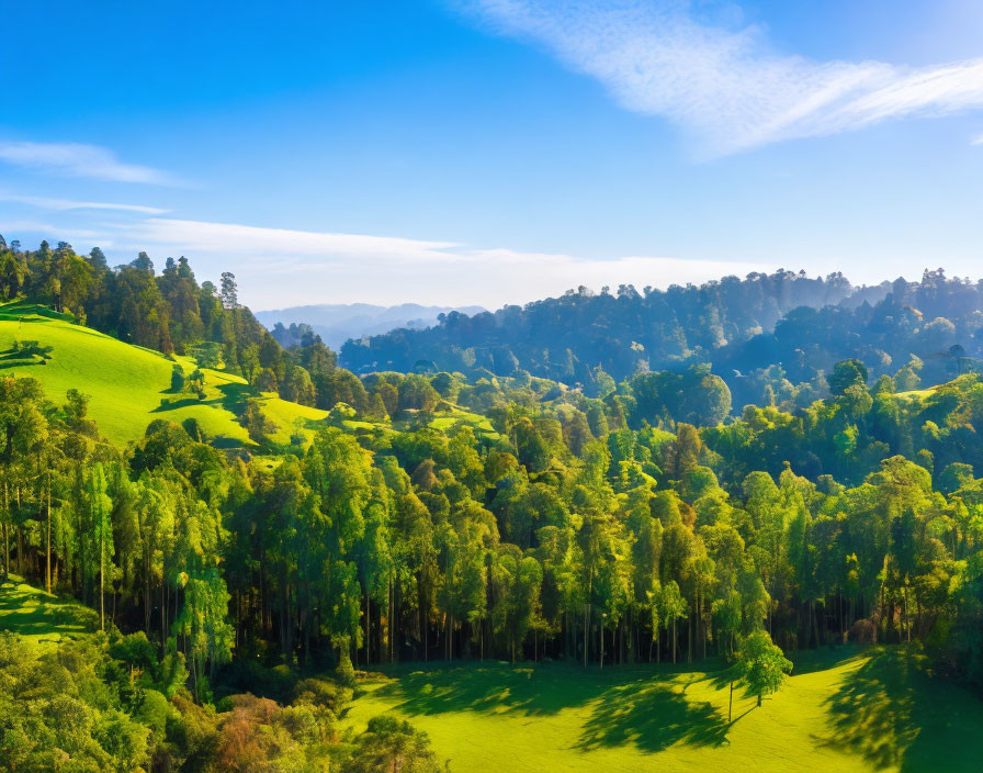 Rolling Hills and Dense Trees in Green Landscape