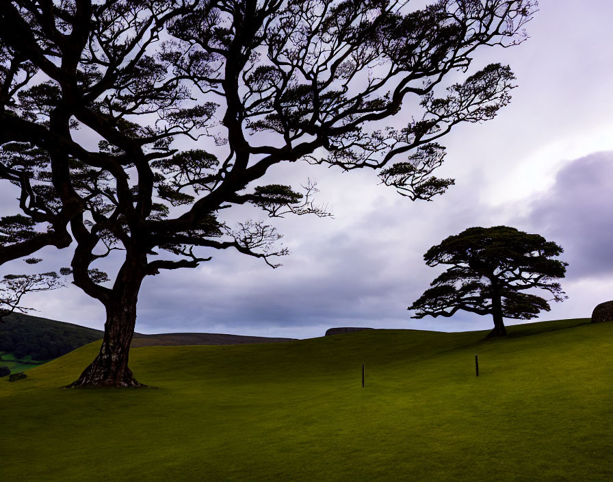 Twilight Sky Silhouettes Trees Over Green Landscape