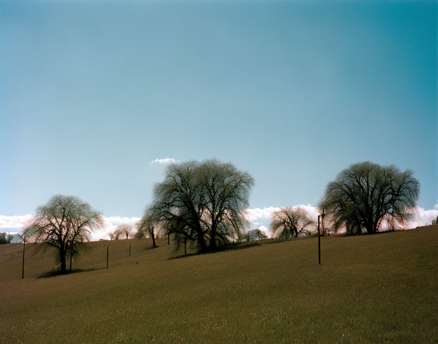 Bare trees in serene landscape under clear blue sky